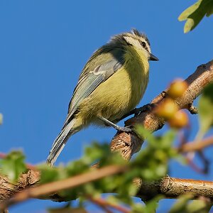 bluetit 2023 1.jpg