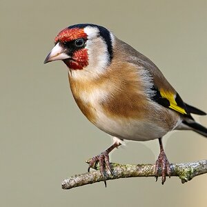 Goldfinch_2.jpg