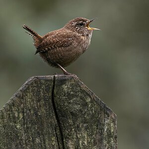 Wren Singing.jpg