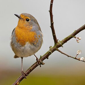 Robin_2 on a Branch.jpg