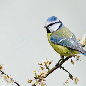 Blue Tit on Hawthorne Branch.jpg