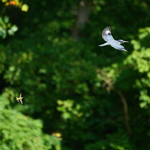 Belted Kingfisher - BCSP TB - 08082021 - 20-DN.jpg