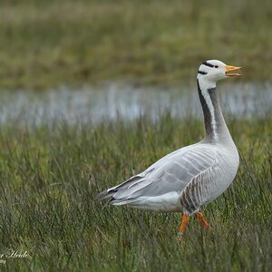 Indische gans10.jpg