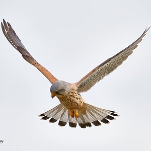 kestrel 2023 104.jpg