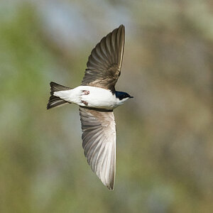 Tree Swallow - BCSP - 05022018 - 10.jpg