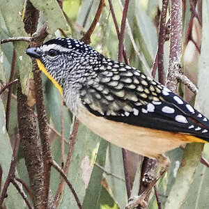 4 Spotted Pardalote.JPG