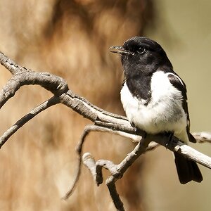 5 Hooded Robin.JPG