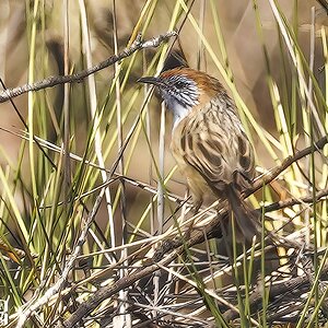 8 Mallee Emu Wren.JPG