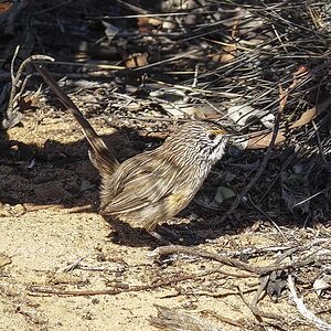 15 Striated Grasswren.JPG