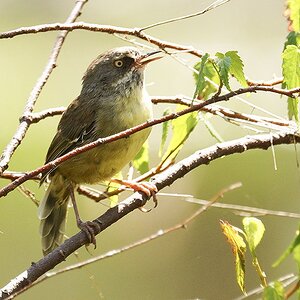 17 White-browed Scrubwren.JPG