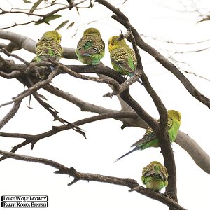 19 Budgies.JPG