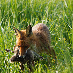 DSC01341-Fox-2048px.jpg