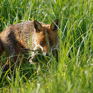 DSC01339-Fox-2048px.jpg