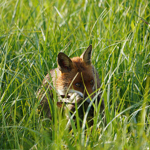 DSC01326-Fox-2048px.jpg