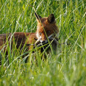 DSC01320-Fox-2048px.jpg