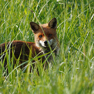 DSC01306-Fox-2048px.jpg