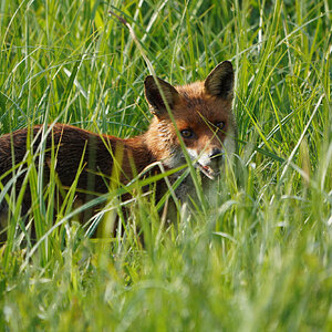 DSC01301-Fox-2048px.jpg