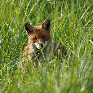 DSC01296-Fox-2048px.jpg