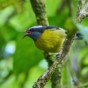 Bananaquit - Luquillo PR - 03072023 - 03-DN.jpg