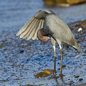 Little Blue Heron - Ponce PR 03092023 - 02-DN.jpg