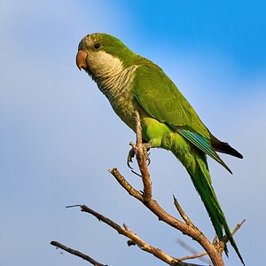 Monk Parakeet - Ponce PR 03092023 - 01-DN.jpg