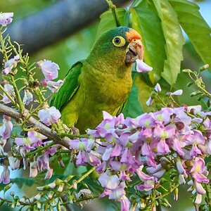 Orange-Fronted Parakeet - Luquillo PR - 03072023 - 15-DN.jpg