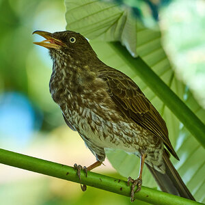 Pearly-Eyed Thrasher - Luquillo PR - 03072023 - 01-DN.jpg