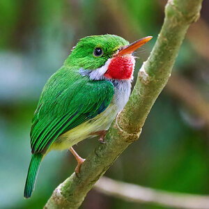 Puerto Rican Tody - Luquillo PR - 03072023 - 13-DN.jpg