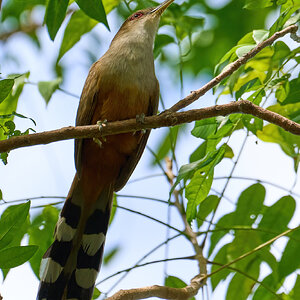 Puerto Rican Lizard-Cuckoo - Mayaguez PR - 03102023 - 02-DN.jpg