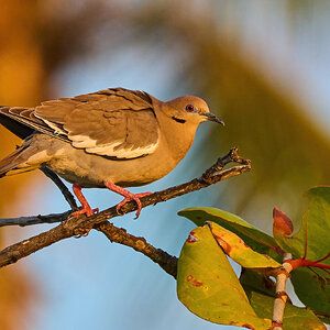 White-Winged Dove - Ponce PR - 03092023 - 01-DN.jpg