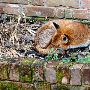 vigilant fox-1.jpg