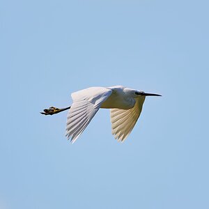 egret 2023 8.jpg