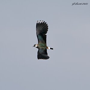 lapwing 2023 15.jpg