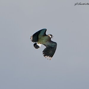 lapwing 2023 13.jpg