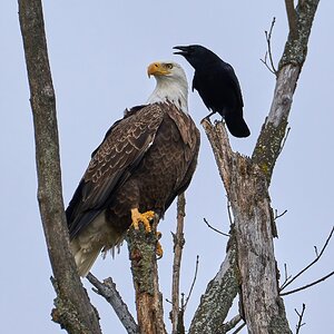 Bald Eagle - Home - 11152020 - 01 - dn.jpg