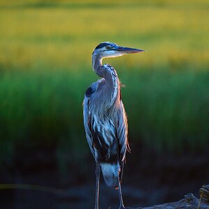 Great Blue Heron - Bombay Hook NWR - 08142022 - 02-DN.jpg