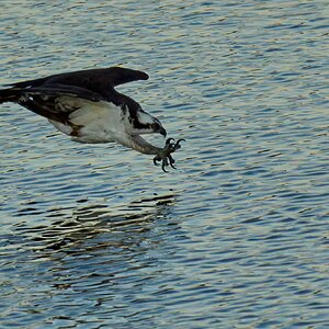 Osprey - Bombay Hook NWR - 08142022 - 06-DN.jpg