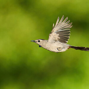 Gray Catbird - Bombay Hook NWR - 08142022 - 01-DN.jpg