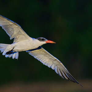 Common Tern - Bombay Hook NWR - 08142022 - 07-DN.jpg