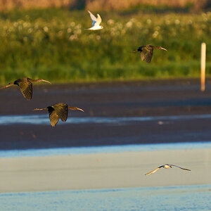 Glossy Ibis - Bombay Hook NWR - 08142022 - 04-DN.jpg