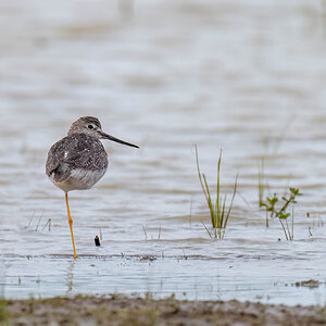 Greater Yellowlegs 2.jpg