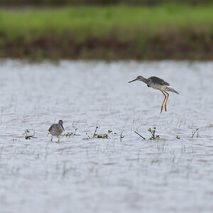 Greater Yellowlegs 3.jpg