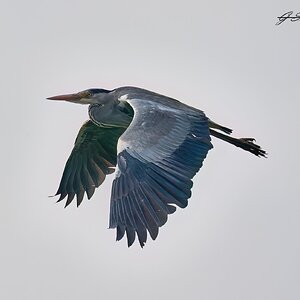 heron 2023 1.jpg