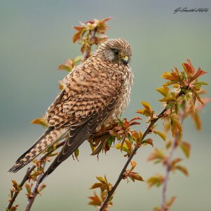 kestrel 2023 170.jpg