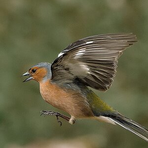 Male Chaffinch in Flight_2.jpg