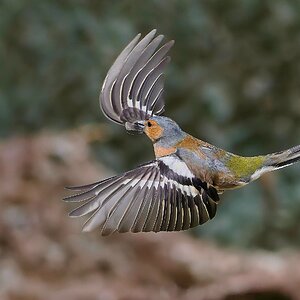 Male Chaffinch in Flight.jpg