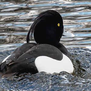 tufted_duck-3.jpg