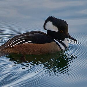 Hooded Merganser - NYC - 12282022 - 07.jpg