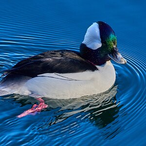 Bufflehead - NYC - 12282022 - 01.jpg