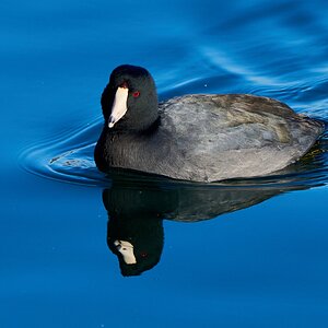 American Coot - NYC - 12282022 - 02.jpg